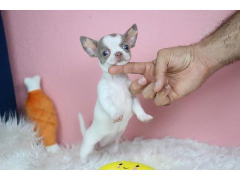 Egzotic lilac white chihuahua