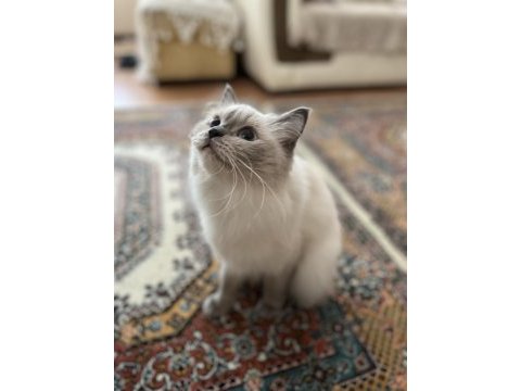 Dişi ragdoll kedime eş arıyorum