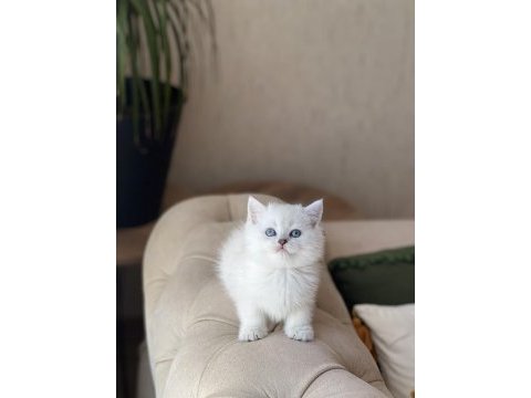 Sevimli surat british shorthair yavrum