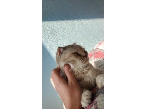 1.5 yaşında dişi scottish fold