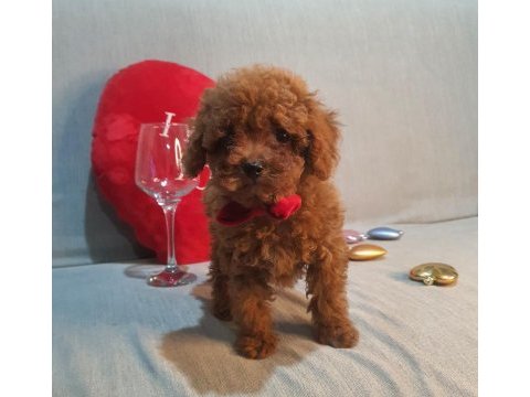 Oyuncak değil gerçek poodle köpekler