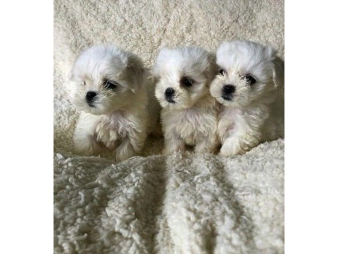 Maltese terrier adrese teslim, kapıda ödeme yapabilirsiniz