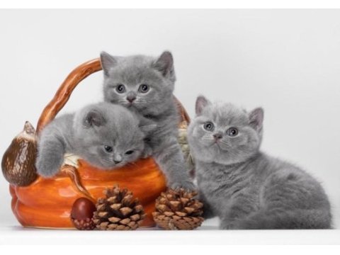 British shorthair 2,5 aylık kedisi