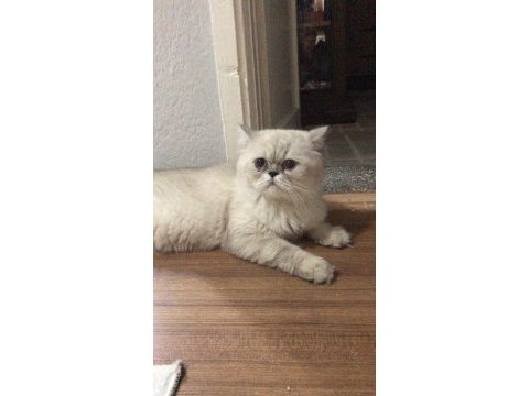 Kedimi bakamadığım için sahiplendiriyorum