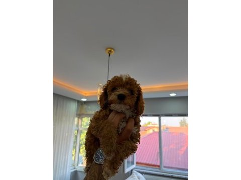Kaliteli safkan arayanlara toy poodle