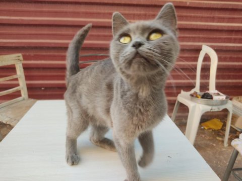 Sahiplendirme british shorthair
