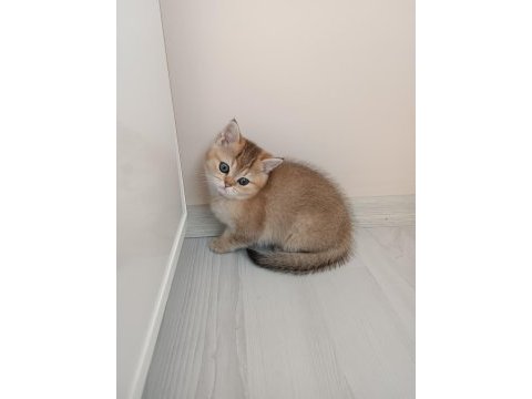 British shorthair ny 11 golden