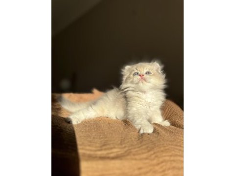 Blue golden ay11 mükemmel kalite british longhair