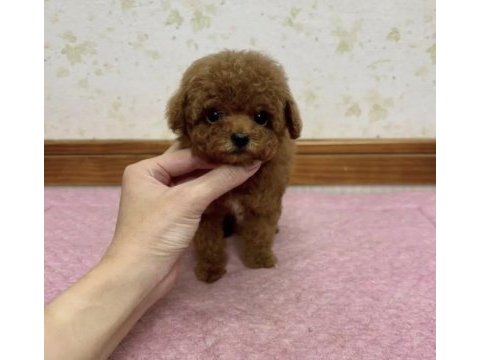 Toy poodle bakımlıdır