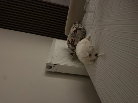 Köpeğimize iyi bir yuva arıyoruz