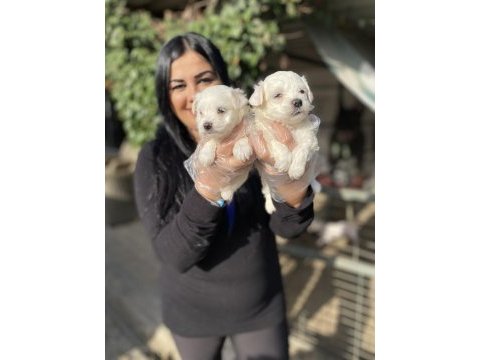 Kore maltese terrier yavrularım