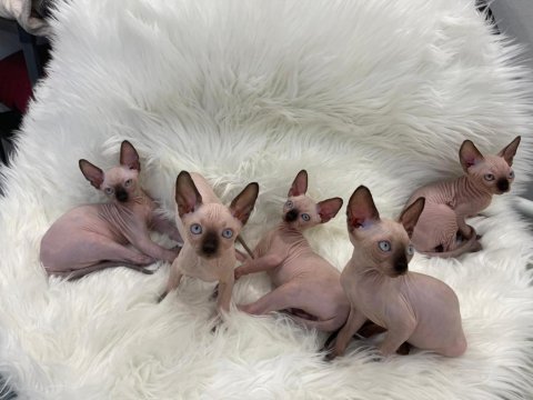 Sphynx sfenks tüysüz dişi erkek yavru