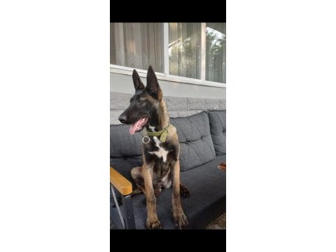 Belçika malinois 4 aylık dişi