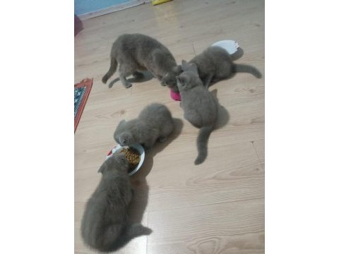 Yavru kediler sahiplendirilecek ihtiyacı olana