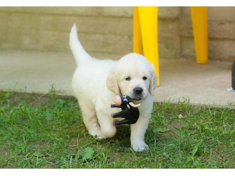 Golden retriever kapıda ödeme hizmetimiz vardır