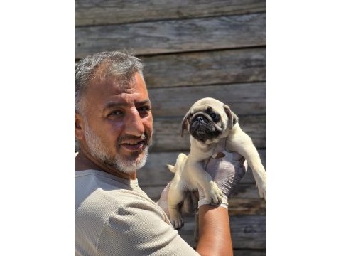 Mükemmel kalitede pug mops yavruları burkemden