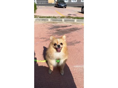 Dişi pomeranian 15 aylık