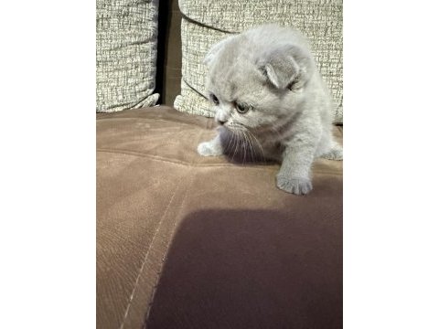 2 aylık yavru scottish fold tuvalet eğitimli