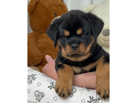 Rottweiler yavrularımız