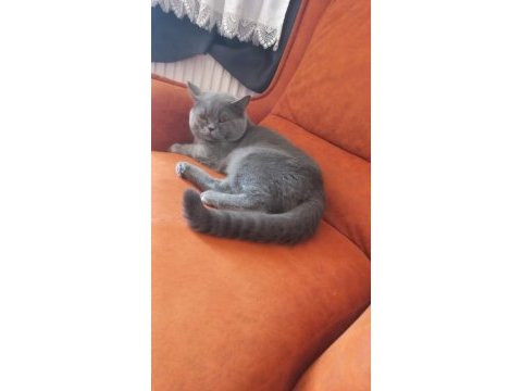 Yetişkin erkek british shorthair