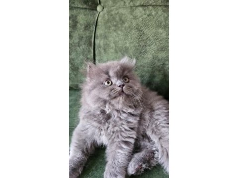 Safkan ırk sağlık garantili british longhair