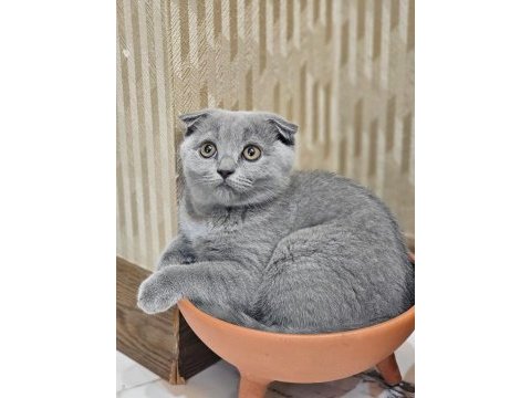 Çok acil 65 günlük safkan scottish fold dişi