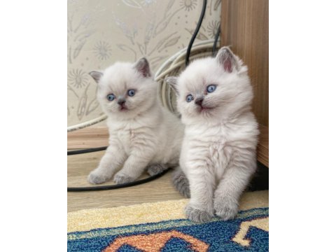 A kalite british shorthair bebekler