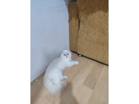 Ücretsiz dişi scottish fold