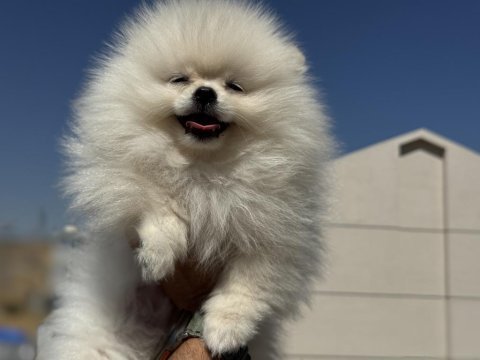 Ultra kalite ayı suratlı pomeranian yavrular