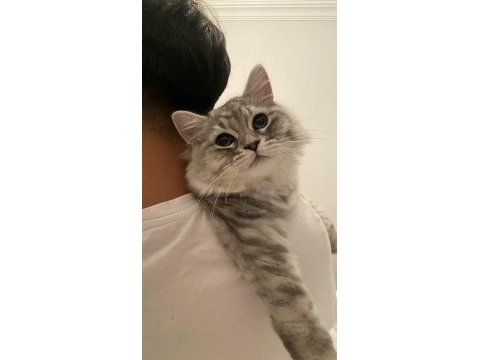 1.5 yaşında kısır british longhair