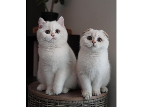 Scottish fold yavrularımız yeni ailesini arıyor