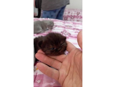 Yavru kedilerimizi sahiplendirme