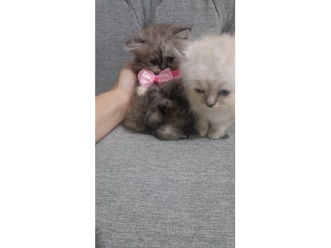 1.5 aylık dünya tatlısı yavrular chinchilla