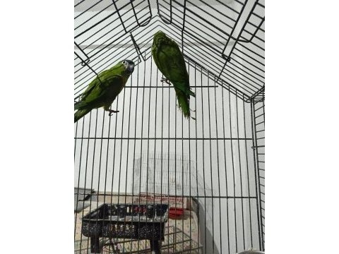 Cüce macaw yeşil renk son 2 adet kaldı