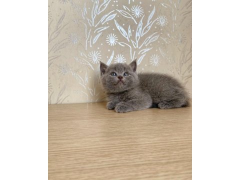 A kalite british shorthair kedirler