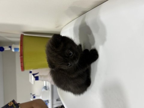 Scottish fold siyah kırık kulak