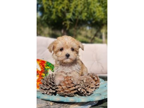 Dişi teacup morkie