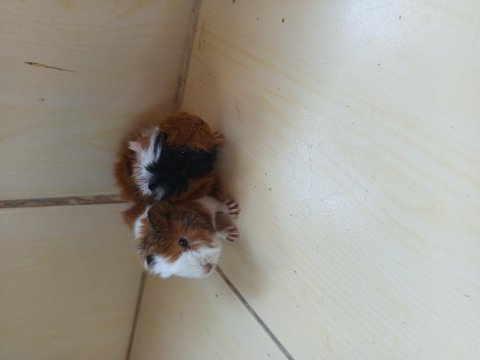 Yavru çift ginepig