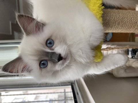 3 aylık erkek ragdoll yavru