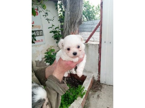 (sdk) çiftlikten numara maltese terrier köpekler