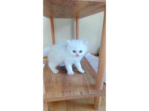Chinchilla dişi ve erkek yavrular