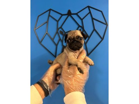 Orijinal pug mops bebekler