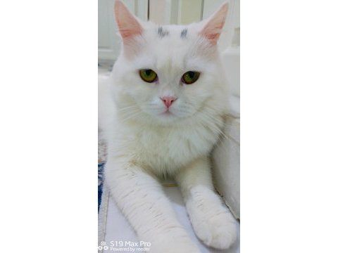 Baba tam eğitimli ve deneyimli british shorthair