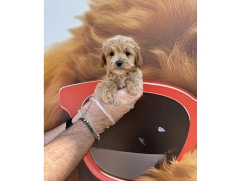 Irk garantili maltipoo yavrularımız