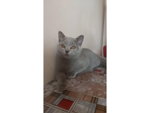 Yavru kedilerimizi sahiplendiriyoruz