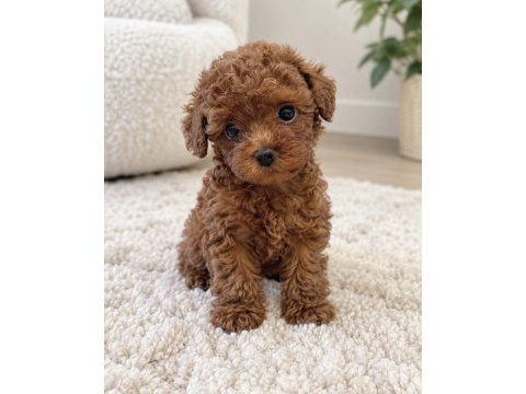 Minyon poodle yavrular yeni yuvasını bekliyor