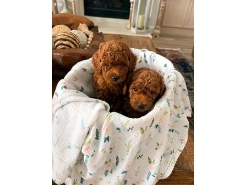 A kalite toy poodle bebekler 