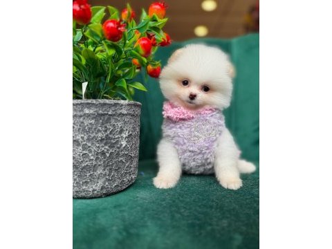 Orjinal güler yüzlü maltipoo yavrum