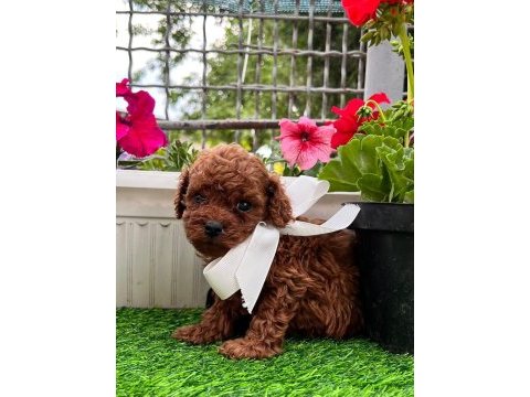 Dark brown teacup yavrular