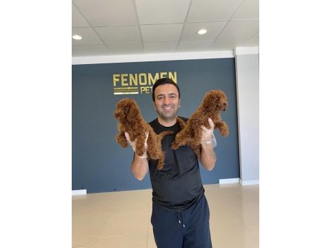 Efsane kalite toy poodle yavrular ankara mağazamızda 